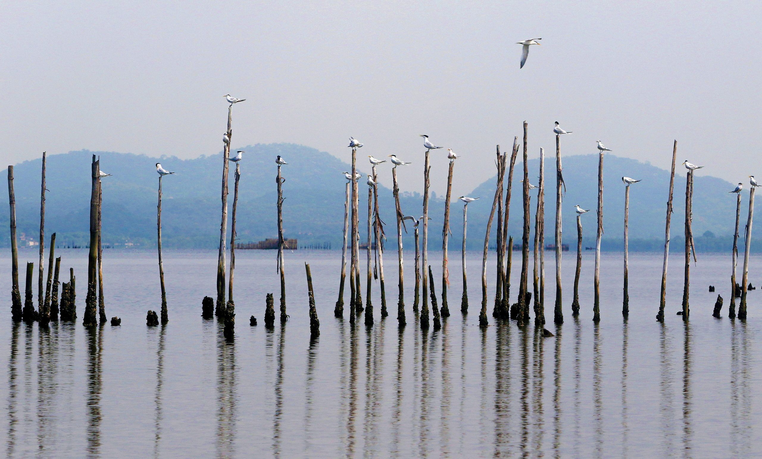 Governo promete retomar obras de saneamento na Baía de Guanabara em março