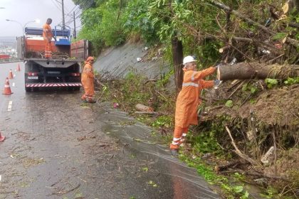 Pista fechada para remoção de árvore que parou trânsito na Grajaú-Jacarepaguá