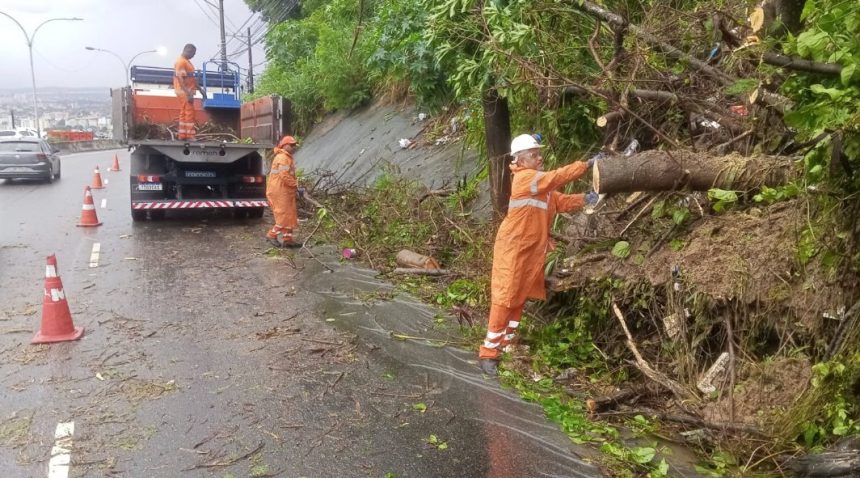Pista fechada para remoção de árvore que parou trânsito na Grajaú-Jacarepaguá