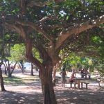 As reuniões do Grupo Árvore no Aterro do Flamengo são todas abertas (onde é permitida a participação de pessoas que não são parte de NA), mas as tradições continuam valendo mesmo assim.