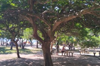 As reuniões do Grupo Árvore no Aterro do Flamengo são todas abertas (onde é permitida a participação de pessoas que não são parte de NA), mas as tradições continuam valendo mesmo assim.