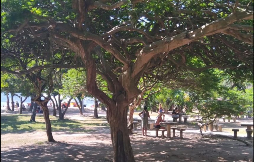 As reuniões do Grupo Árvore no Aterro do Flamengo são todas abertas (onde é permitida a participação de pessoas que não são parte de NA), mas as tradições continuam valendo mesmo assim.