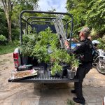 Polícia descobre laboratório com 110 pés de maconha em Niterói; veja o vídeo