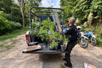 Polícia descobre laboratório com 110 pés de maconha em Niterói; veja o vídeo
