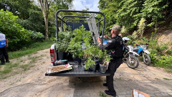 Polícia descobre laboratório com 110 pés de maconha em Niterói; veja o vídeo