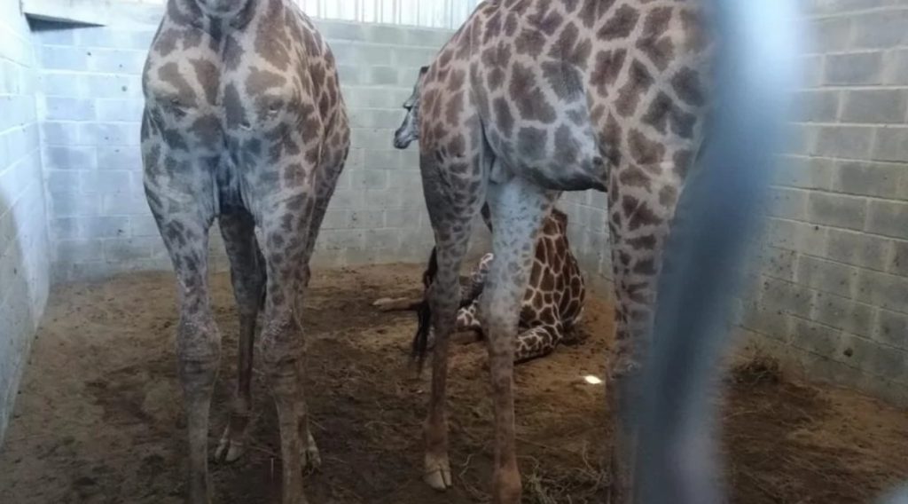 'Tarda mas não falha': Após 4 anos, Justiça do Rio condena réus em caso de girafas destinadas ao BioParque 62 girafas bioparque