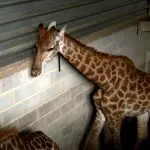 girafas maus tratos rj