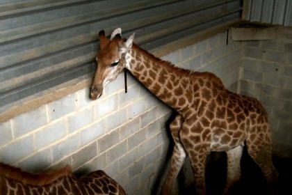 girafas maus tratos rj