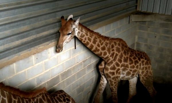 ‘Tarda mas não falha’: Após 4 anos, Justiça do Rio condena réus em caso de girafas destinadas ao BioParque