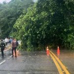 Árvore tombada na pista da Rio-Santos, em Angra dos Reis