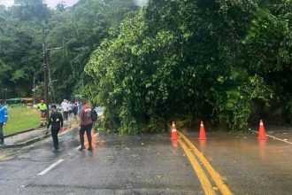 Árvore tombada na pista da Rio-Santos, em Angra dos Reis