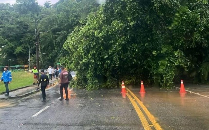 Árvore tombada na pista da Rio-Santos, em Angra dos Reis
