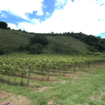 A Vinícola Aurora: rota do vinho fluminense rende valor agregado ao agronegócio