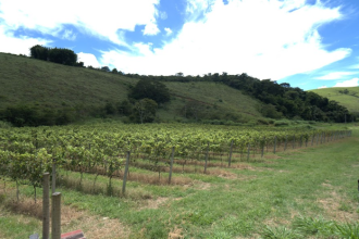 A Vinícola Aurora: rota do vinho fluminense rende valor agregado ao agronegócio