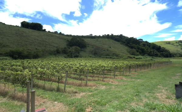 A Vinícola Aurora: rota do vinho fluminense rende valor agregado ao agronegócio