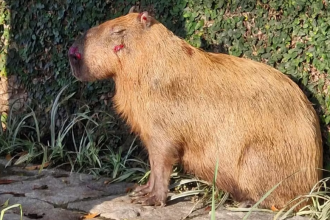Capivara é atacada por oito homens na Ilha do Governador; veja o vídeo
