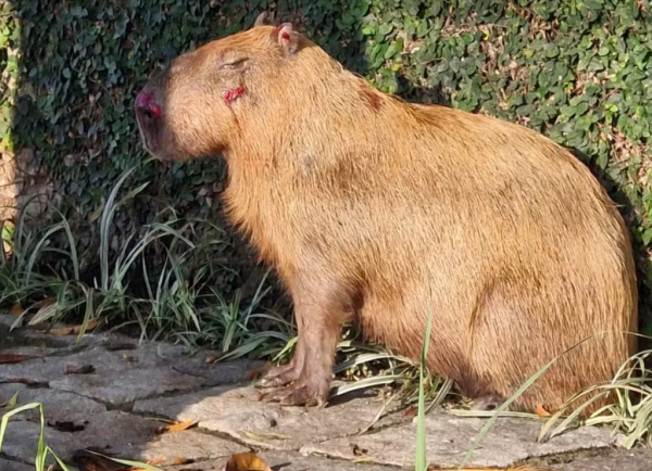 Capivara é atacada por oito homens na Ilha do Governador; veja o vídeo