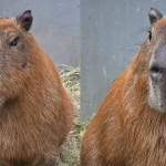 Capivara atacada na Ilha do Governador apresenta melhora e consegue se levantar pela primeira vez