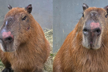 Capivara atacada na Ilha do Governador apresenta melhora e consegue se levantar pela primeira vez