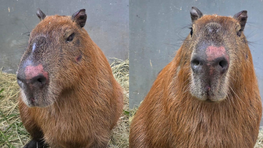 Capivara atacada na Ilha do Governador apresenta melhora e consegue se levantar pela primeira vez