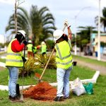 Funcionários plantão mudas de árvores nas ruas de Macaé