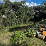 Árvores derrubadas em Petrópolis