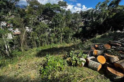 Árvores derrubadas em Petrópolis
