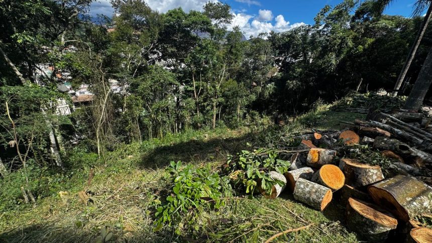 Árvores derrubadas em Petrópolis