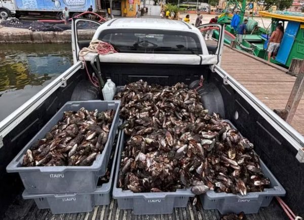 Inea apreende 200 kg de mexilhão em operação contra extração irregular na Reserva Extrativista de Itaipu, em Niterói