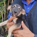 Um dos cães resgatados