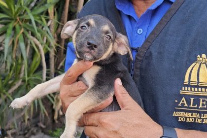 Um dos cães resgatados