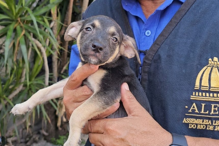 Um dos cães resgatados