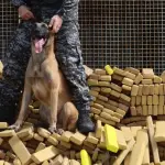 Cão Hulk, que ajudou na apreensão de 48 toneladas de maconha na Maré, receberá Medalha Tiradentes na Alerj