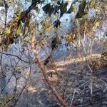 incendio floresta tijuca