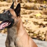 Cão Hulk, do BAC da PMERJ, será o primeiro animal a receber a Medalha Tiradentes da Alerj