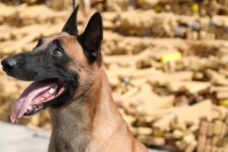 Cão Hulk, do BAC da PMERJ, será o primeiro animal a receber a Medalha Tiradentes da Alerj