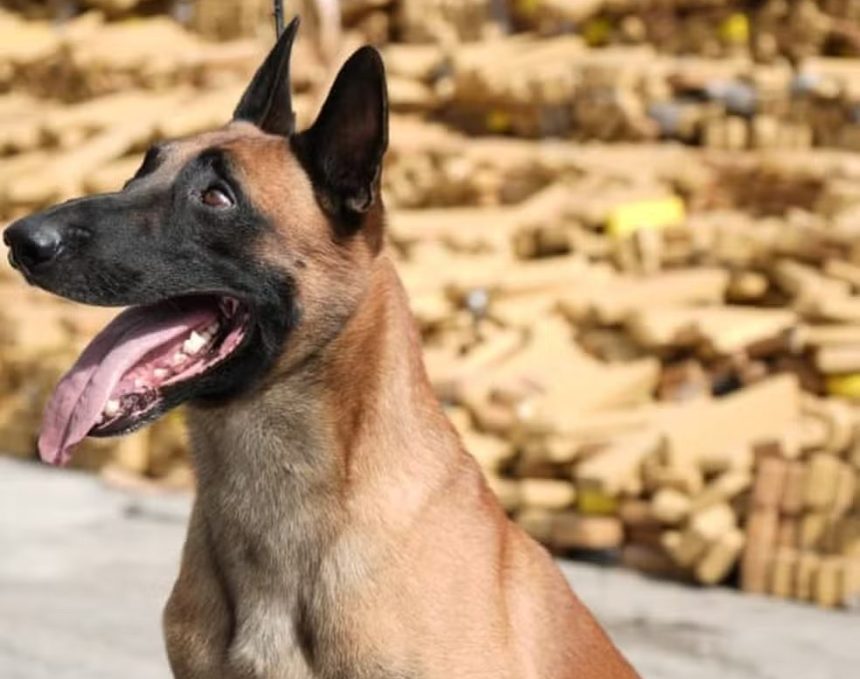Cão Hulk, do BAC da PMERJ, será o primeiro animal a receber a Medalha Tiradentes da Alerj