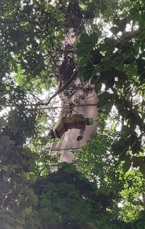 Piloto de asa-delta fica preso a 30 metros de altura após cair na copa de uma árvore dentro do Jardim Botânico