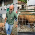 capivara agredida rio