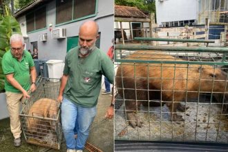 capivara agredida rio