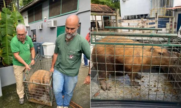 Capivara espancada por oito homens no Rio é devolvida à natureza após receber cuidados