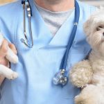 Alerj aprovou projeto que autoriza a criação de um Instituto Médico Veterinário Legal