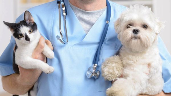 Alerj aprovou projeto que autoriza a criação de um Instituto Médico Veterinário Legal