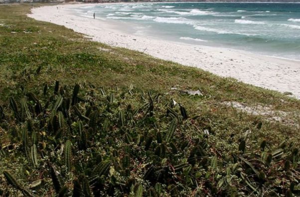 Justiça atende MPF e determina demolição de imóvel construído irregularmente sobre restinga em Cabo Frio 48 Justiça atende MPF e determina demolição de imóvel construído irregularmente sobre restinga em Cabo Frio