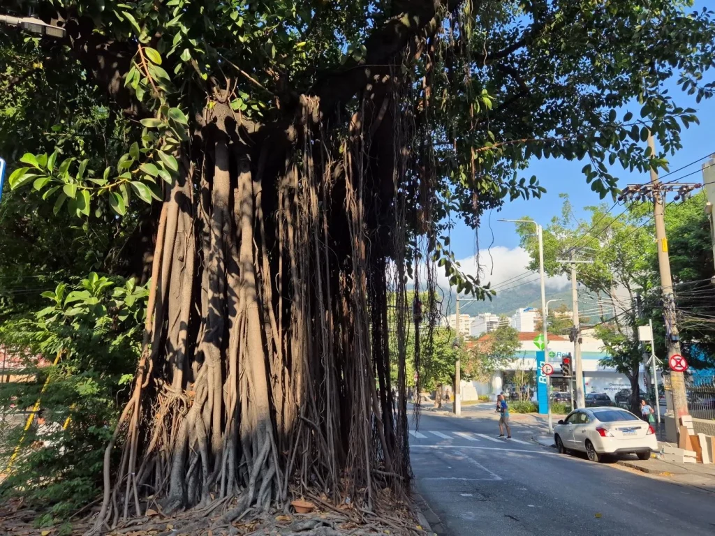 Pelos botequins, calçadas, esquinas e árvores do Grajaú 62 ficus