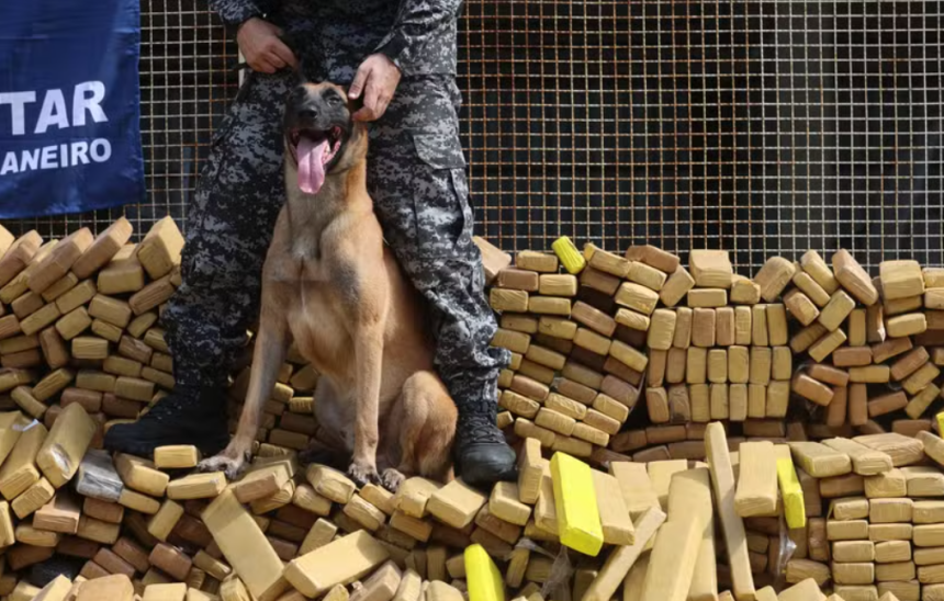 Cão Hulk, que ajudou na apreensão de 48 toneladas de maconha, será o primeiro animal a receber a maior honraria da Alerj 62 image 44