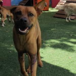 Cão Leão sorrindo