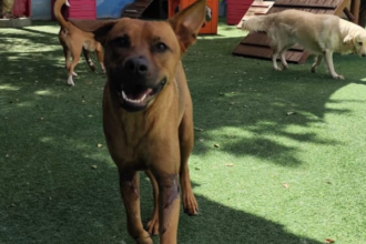 Cão Leão sorrindo