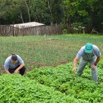 Projeto aprovado pela Alerj prorroga benefício fiscal para insumos agropecuários e determina acompanhamento dos impactos da medida no setor rural