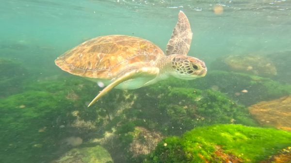 Tartaruga que ‘bate ponto’ em praia de Saquarema vira mascote de escola e inspira  movimento ambiental entre crianças